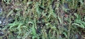Adiantum incisum M01.jpg