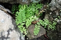 Adiantum philippense D01.jpg