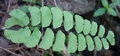 Adiantum philippense D05.jpg