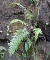 Asplenium aethiopicum ssp. braithwaitii B01.jpg