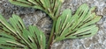 Asplenium aethiopicum ssp. Braithwaitii E02.jpg