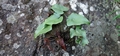 Asplenium hemionitis T02.jpg