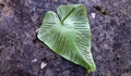 Asplenium hemionitis T05.jpg