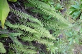 Nephrolepis undulata T01.jpg