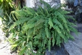Nephrolepis undulata X01 .jpg