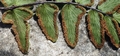 Pellea viridis J09.jpg