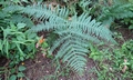 Pteridium aquilinum H01.jpg