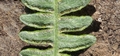 Pteridium aquilinum J02.jpg