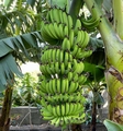 bananas-04.jpg