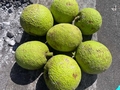bread-fruit-01.jpg