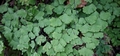 Adiantum capillus-veneris #0802.jpg