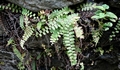 Adiantum incisum #1001.jpg