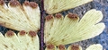 Adiantum incisum (sori) #0601.jpg