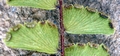 Adiantum incisum (sori) #0602.jpg