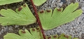 Adiantum incisum (sori) #0702.jpg