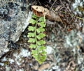 Asplenium aethiopicum subsp. dodecaploideum #0601.jpg