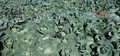 Cabbages #1201.jpg