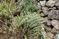 Pteridium aquilinum #0601.jpg