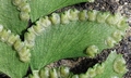 Adiantum hispidulum SJ18 #02.jpg