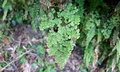 Adiantum raddianum SJ18 #01.jpg