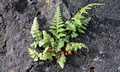 Asplenium adiantum-nigrum SJ17 #02.jpg