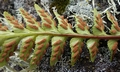 Asplenium marinum SJ13 #02.jpg