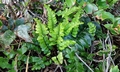 Asplenium marinum SJ16 #01.jpg