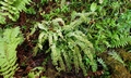 Asplenium monanthes SJ15 #03.jpg