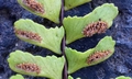 Asplenium monanthes SJ15 #04.jpg