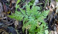Asplenium onopterisSJ18 #02.jpg