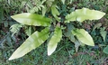 Asplenium scolopendrium SJ16 #01.jpg