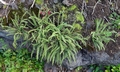 Asplenium trichomanes subsp. quadrivalens SJ17 #03.jpg
