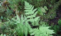 Dryopteris aemula SJ15 #01.jpg