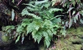 Dryopteris aemula SJ19 #01.jpg