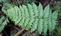 Dryopteris azorica SJ15 #02.jpg