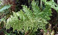 Dryopteris crispifolia SJ15 #01.jpg