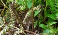 Dryopteris crispifolia SJ17 #02.jpg