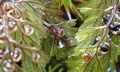 Hymenophyllum tunbrigense SJ15 #02.jpg