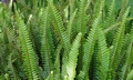 Nephrolepis sp. SJ16 #01.jpg