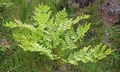 Osmunda regalis SJ19 #01.jpg
