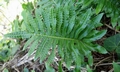 Polypodium azoricum SJ16 #02.jpg