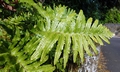 Polypodium azoricum SJ18 #01.jpg