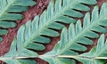 Pteris incompleta SJ16 #03.jpg
