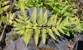 Pteris tremula SJ18 #03.jpg