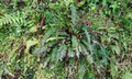 Struthiopteris (Blechnum) spicant SJ15 #01.jpg