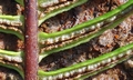 Struthiopteris (Blechnum) spicant SJ16 #01.jpg