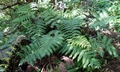 Woodwardia radicans SJ16 #03.jpg