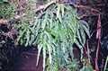 Adiantum-hispidula-#01.jpg