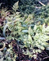 Asplenium-adiantum-nigrum-#01.jpg
