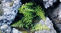 Asplenium-billottii-#02.jpg